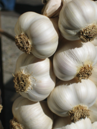 Aglio