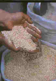 quinoa