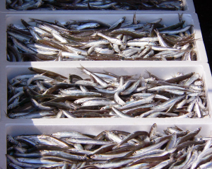 PesceAzzurro