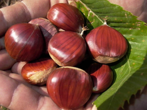Castagne