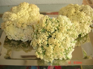 Cavolfiore