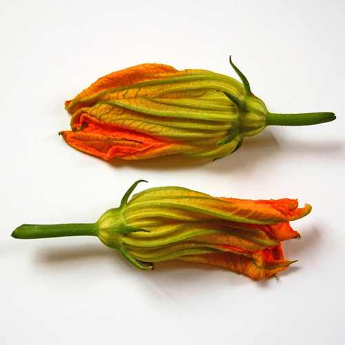 Fiori di zucca