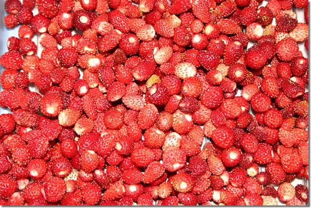fragole