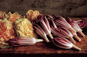 radicchio trevigiano