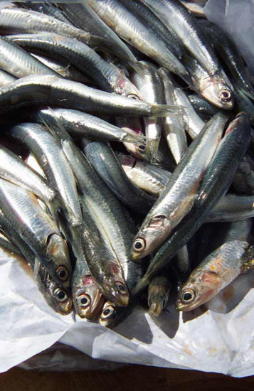 acciughe