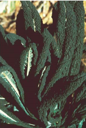 Cavolo nero