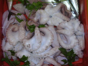 Moscardini