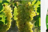 Verdicchio uva e vino