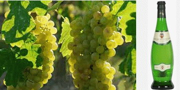 Verdicchio uva e vino