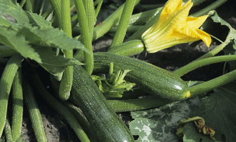 zucchine