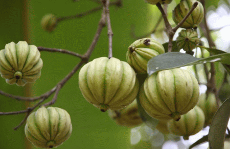 Garcinia-Cambogia-frutto