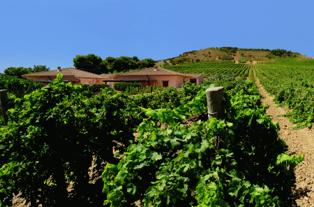 vigneti Cantine Rallo Alcamo