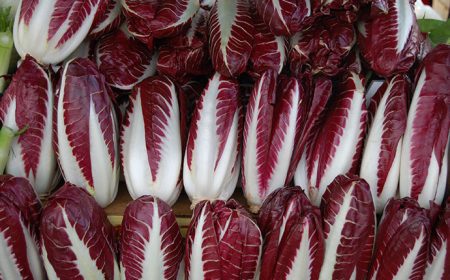 radicchio trevigiano precoce