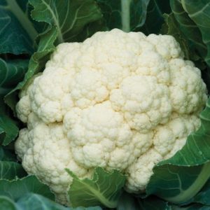 Il cavolfiore è un ortaggio versatile: possiamo utilizzarlo dai primi piatti leggeri ai contorni crudi.