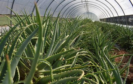 Aloe Arborescens