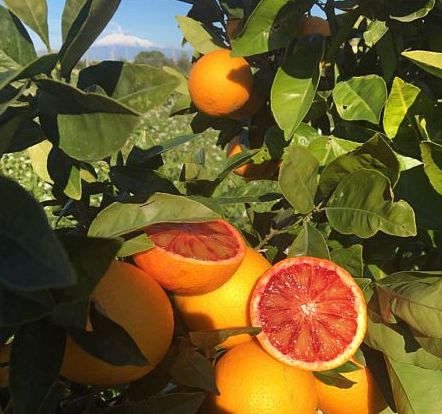 Mandarini, clementine e arance