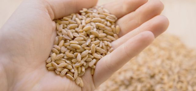 Il farro: un antico cereale salutare e amico dell’ambiente